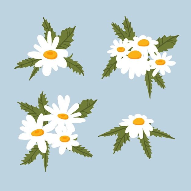 Conjunto de ramos de margaritas de manzanilla flores blancas brotes hojas  verdes planta medicinal de manzanilla