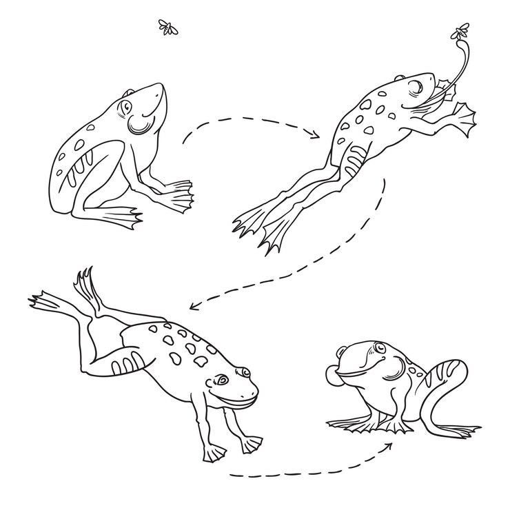 Vector conjunto de ranas lindas cazando ranas saltadoras la rana atrapa y se come la mosca 4 etapas
