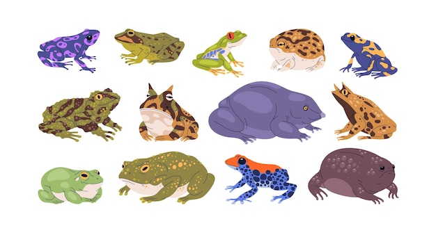 Conjunto de ranas y sapos de diferentes especies. Variedad de animales anfibios exóticos. Reptiles tropicales. Varios tipos de ranas. Ilustración realista de vector plano aislada sobre fondo blanco