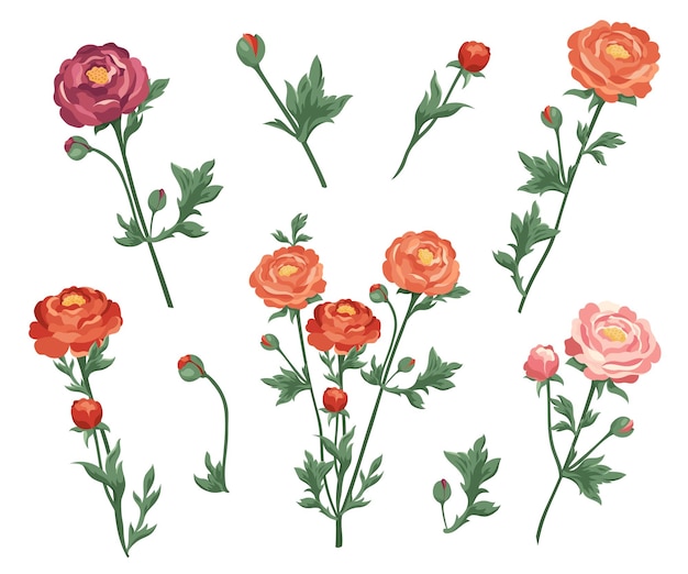 Conjunto de ranúnculos y brotes de borgoña rosa roja Colección de flores de botellas de flor vectorial