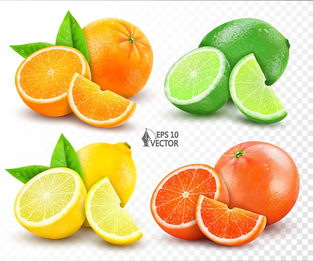 Vector conjunto realista aislado por vectores de cítricos frescos agrios limón naranja lima pomelo media rebanada entera