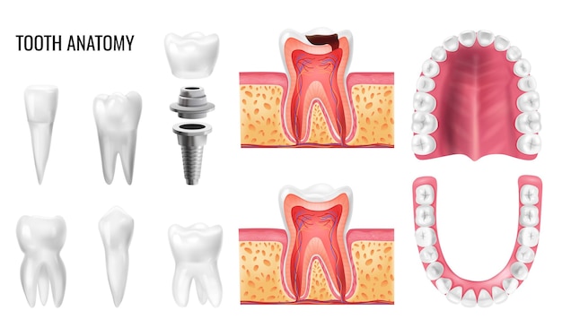 Conjunto realista con tipos de cavidad oral de anatomía dental de dientes aislados en la ilustración de vector de fondo blanco