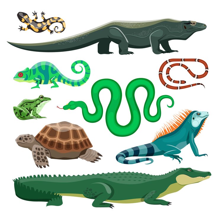 Vector conjunto de reptiles y anfibios.