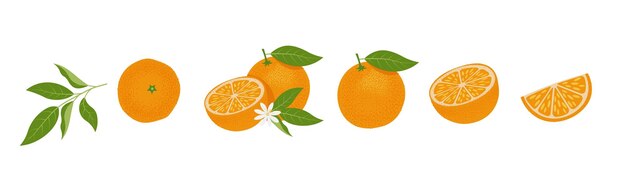 Vector conjunto de rodajas de naranja fresca citrus vitamina c ilustración vectorial aislado sobre fondo blanco