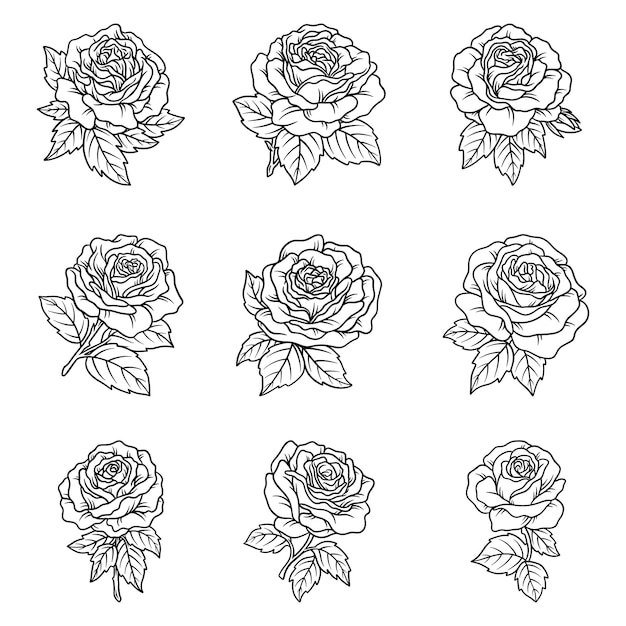 conjunto, de, rosa, mano, dibujado, línea, arte, vector