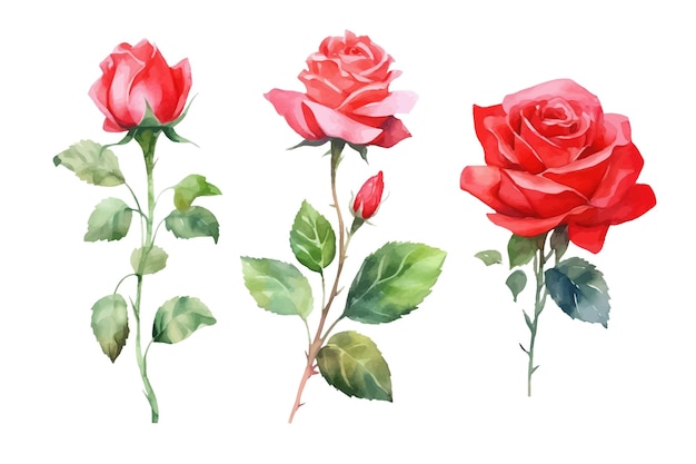 Conjunto rosa roja naturaleza colección decorativa botánica Ilustración vectorial colección aislada conjunto de hojas tropicales