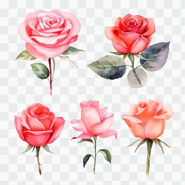 Un conjunto de rosas acuarelas sobre un fondo transparente.