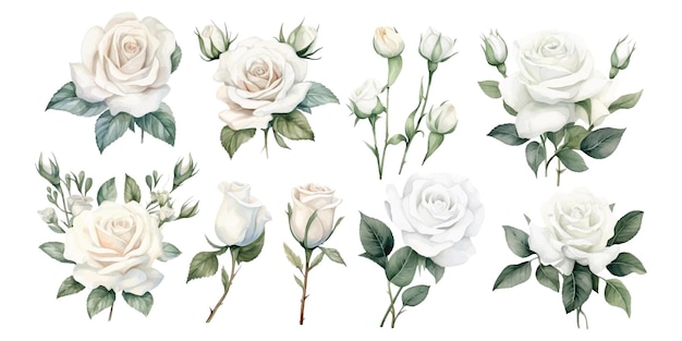 Conjunto de rosas blancas de acuarela en varios diseños sobre un fondo blanco