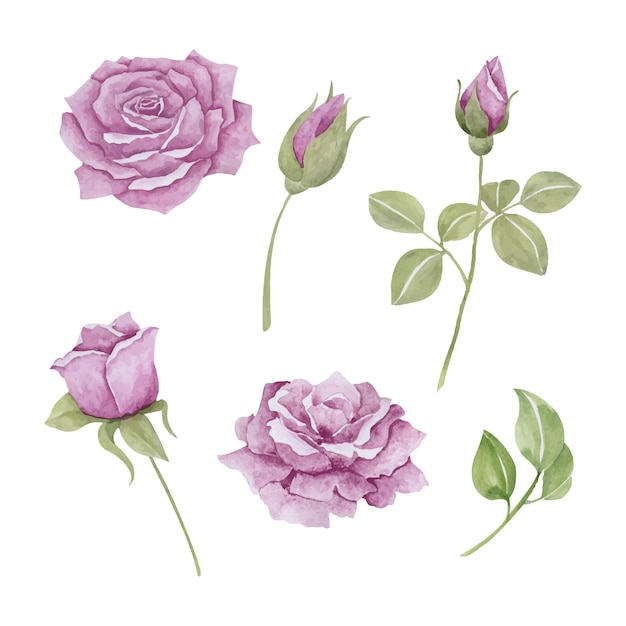 Conjunto de rosas bonitas en tonos morados ilustración de vector de acuarela dibujada a mano para tarjeta de felicitación