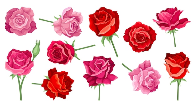 Conjunto de rosas Colección de flores rojas y rosadas Regalo romántico para vacaciones y fechas Hermosas plantas con espigas Estética y elegancia Ilustraciones de vectores planos aisladas en fondo blanco