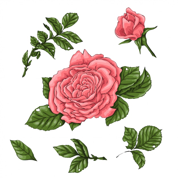 Vector conjunto de rosas de coral. dibujo a mano