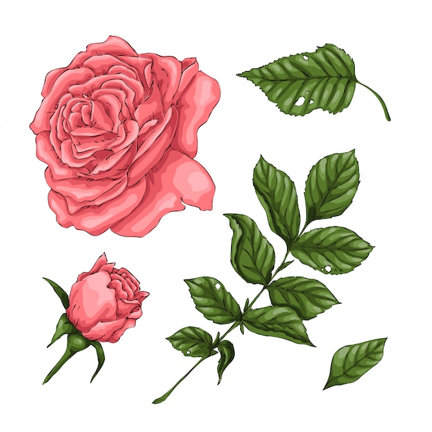 Vector conjunto de rosas de coral.