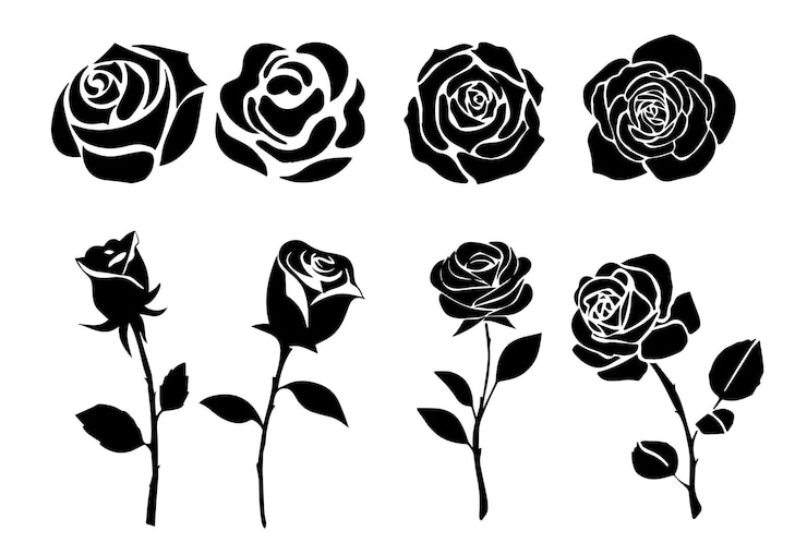 Conjunto de rosas decorativas dibujadas a mano con hojas y ramas