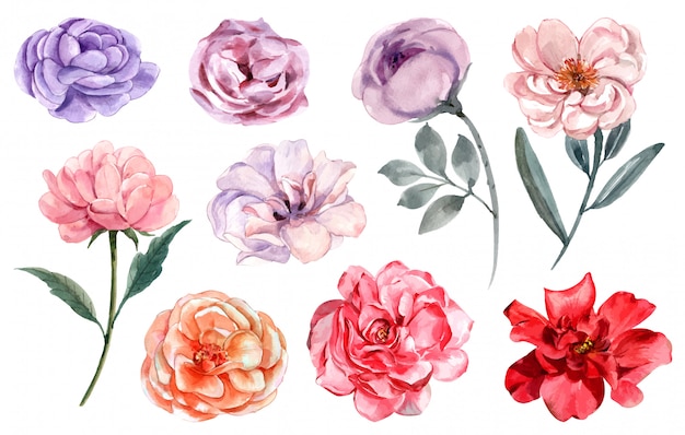 Vector conjunto de rosas en diferentes colores