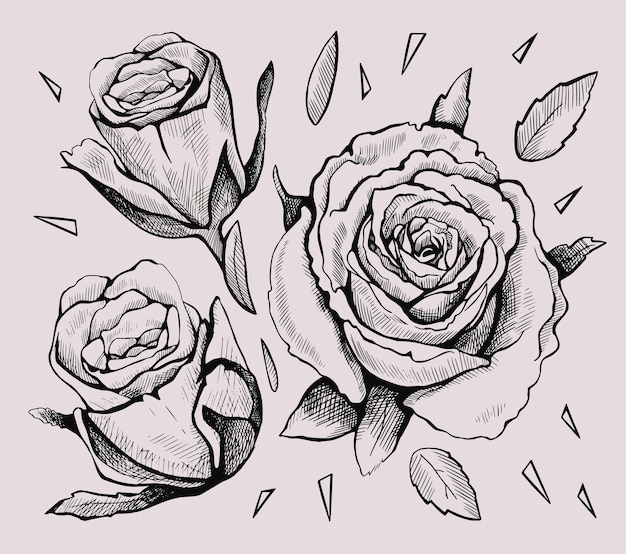 Conjunto de rosas gráficas dibujadas ilustración vectorial