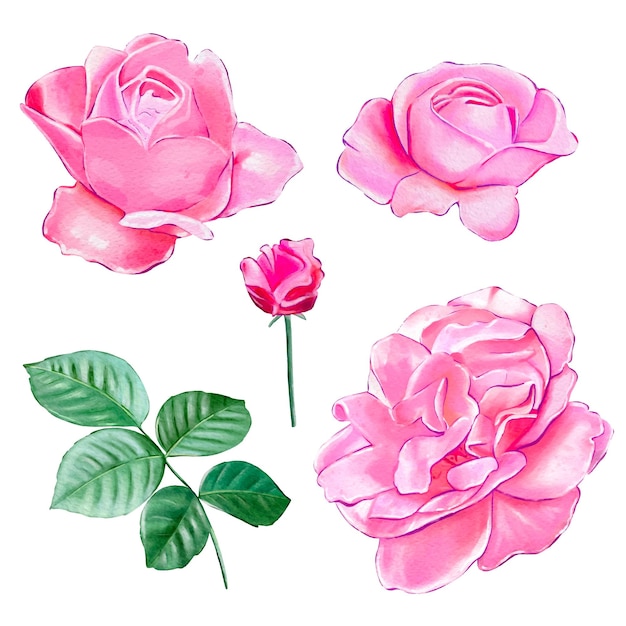 Conjunto de rosas de té rosa