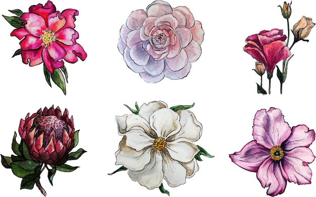 Vector conjunto de seis flores rosadas y blancas protea peony dogrose wildr