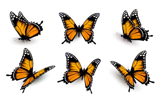 Conjunto de seis mariposas