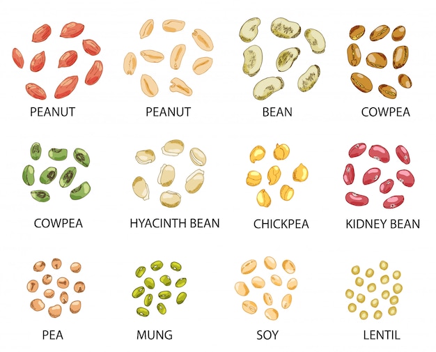 Conjunto de semillas de frijoles de colores dibujados a mano