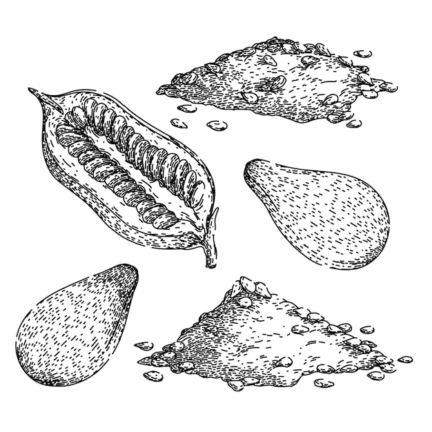Vector conjunto de semillas de sésamo boceto dibujado a mano vector
