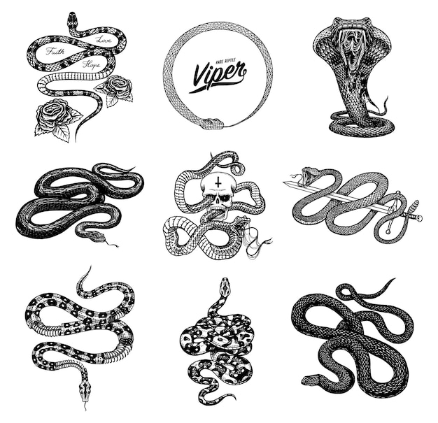 Vector conjunto de serpientes, reptiles, cobra serpiente, pitón y víbora venenosa. dibujo antiguo grabado a mano para tatuajes, anaconda vintage para pegatinas, logotipos o camisetas.