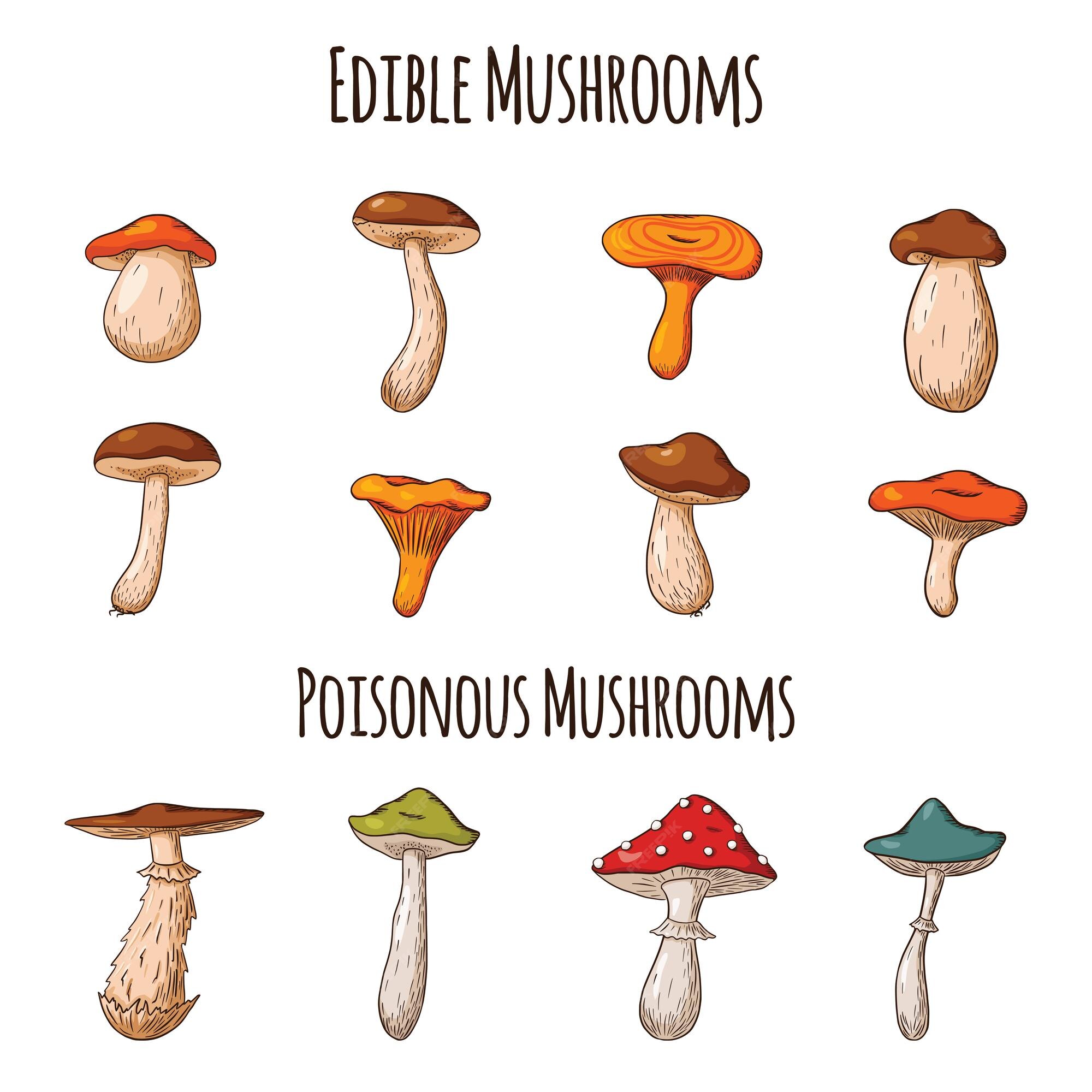 Recursos educativos sobre boletus