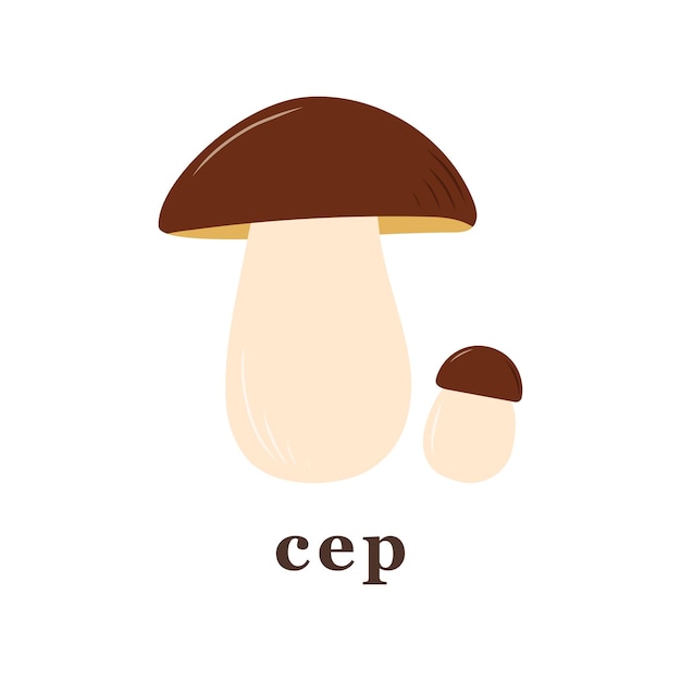 Conjunto de setas comestibles de setas cep grandes y pequeñas ilustraciones vectoriales aisladas