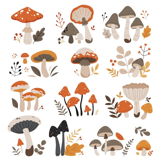 Un conjunto de setos de otoño Los tipos de setos silvestres del bosque Los setos venenosos y comestibles Chanterelle