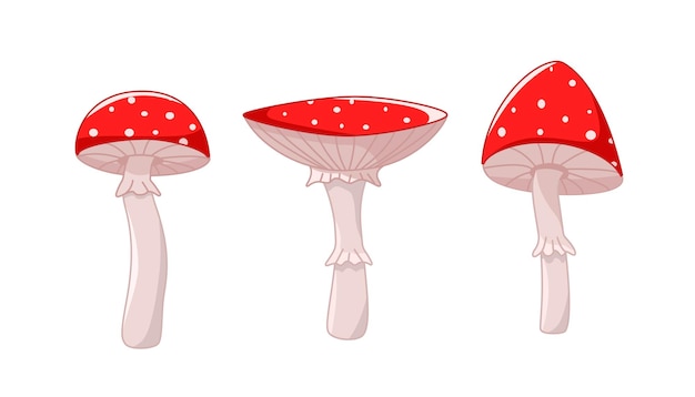 Un conjunto de setos venenosos de hongo agarico de mosca una ilustración vectorial de hongo no comestible del bosque