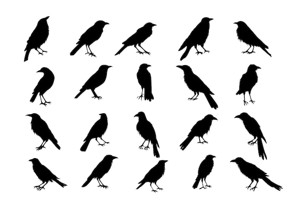 Conjunto de silueta dibujada a mano de diferentes cuervos
