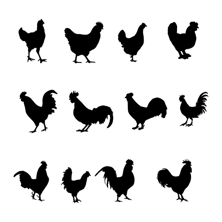 Vector conjunto de silueta de gallina