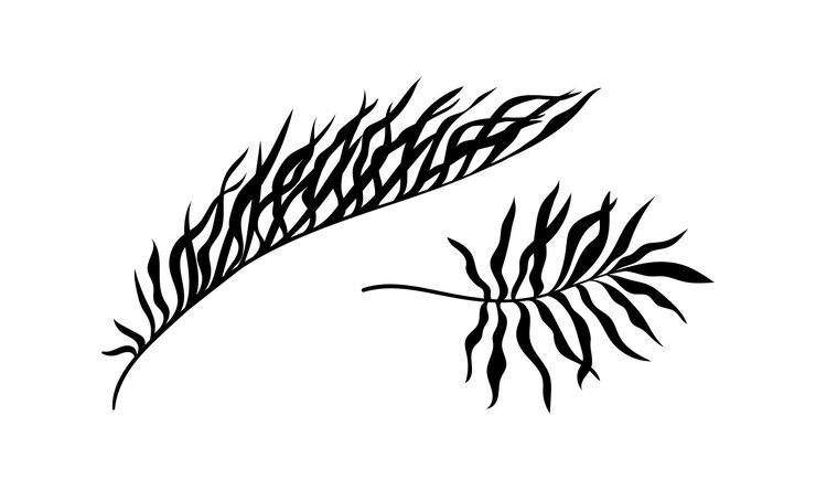 Vector conjunto de silueta de hojas de palma ramas negras con follaje tallo tropical y exótico estética de belleza y elegancia afiche o pancarta colección de vectores planos de dibujos animados aislados en fondo blanco