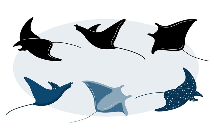 Vector conjunto de silueta de mantarraya y mantarraya estilizada
