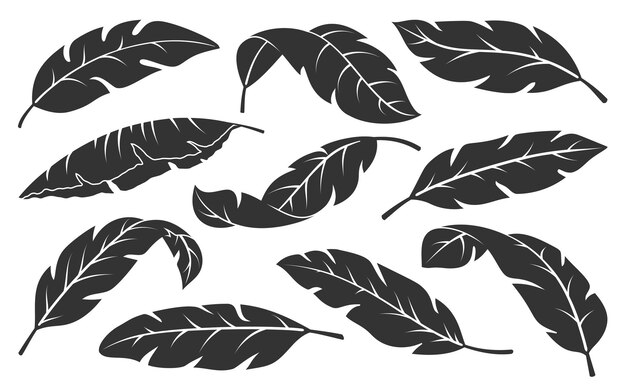 Vector conjunto de silueta negra de hojas tropicales ramas de plantas exóticas abstractas minimalistas aisladas sobre fondo blanco sello de grabado botánico de moda elementos florales gráficos de boceto de hoja de palma de plátano