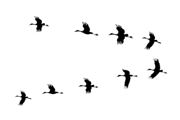 Conjunto de siluetas de bandadas de aves con formación en V en ilustración vectorial blanca