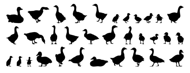 conjunto de siluetas de ganso y ganso aislado colección vectorial de iconos de silueta de animales de granja