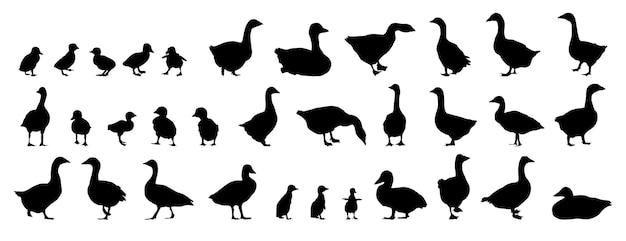 Conjunto de siluetas de ganso y ganso isolado vector de iconas de siluetas d'animales de granja