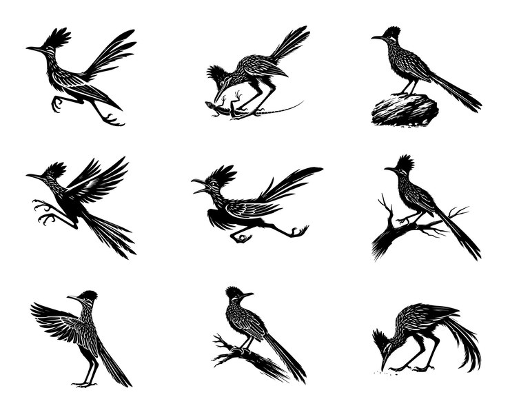 Vector conjunto de siluetas de greater roadrunner diseño de la ilustración vectorial de great roadrunner