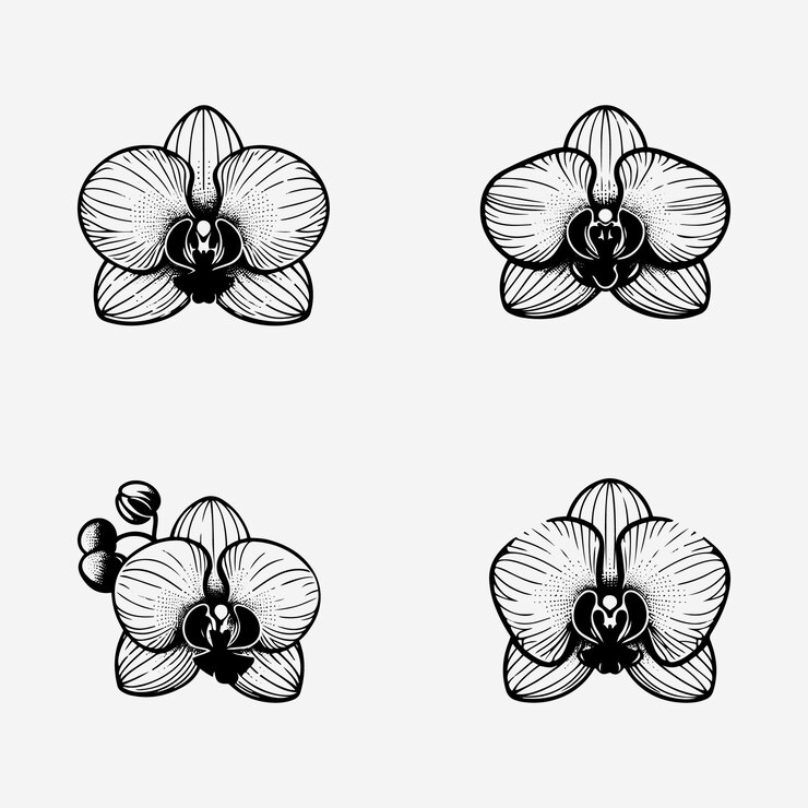 Vector conjunto de siluetas de ilustraciones vectoriales del contorno de la flor de orquídea dibujadas a mano