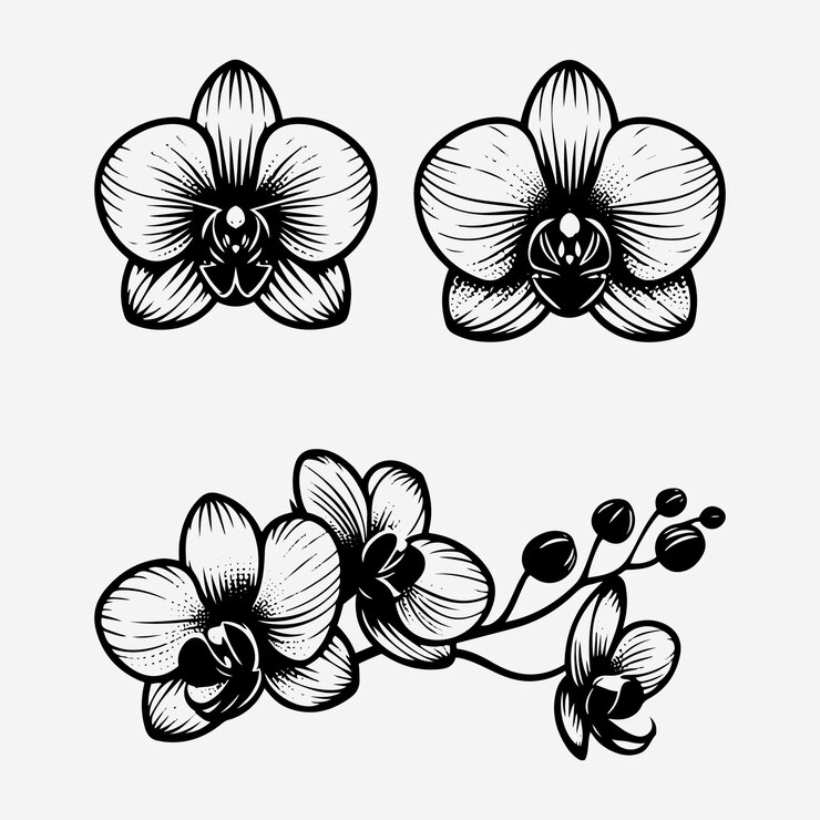 Vector conjunto de siluetas de ilustraciones vectoriales del contorno de la flor de orquídea dibujadas a mano