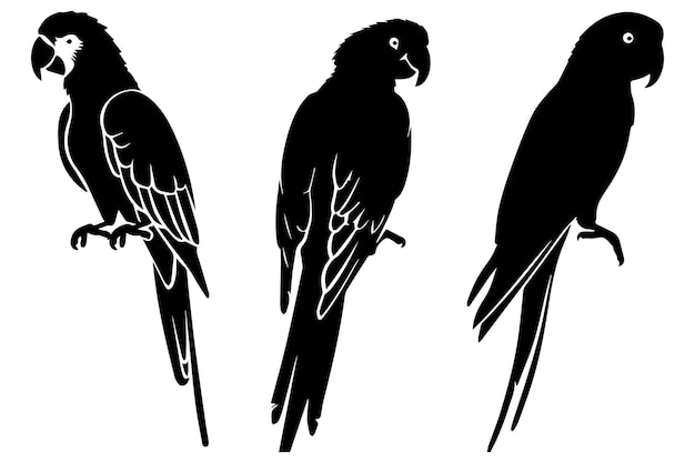 Vector conjunto de siluetas de loros colección de aves tropicales de la selva amazónica loros domésticos