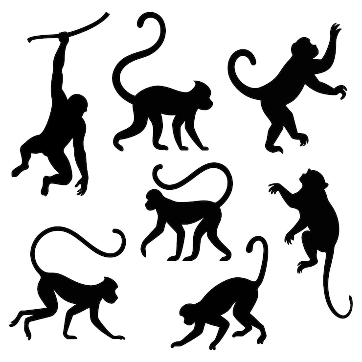 Vector un conjunto de siluetas de monos aislados vectores en fondo blanco