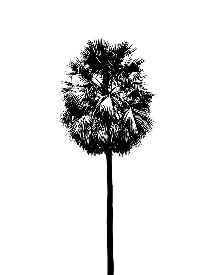 Vector conjunto de siluetas de palmeras sobre un fondo blanco ilustración vectorial