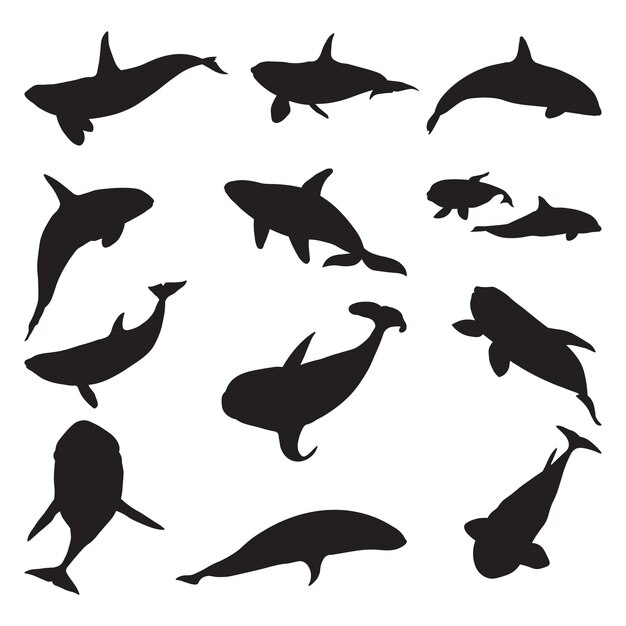 Conjunto de siluetas de vector de ballena orca