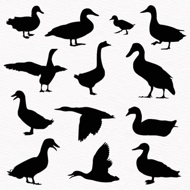 Vector conjunto de siluetas vectoriales de patos de calidad detallada y patos pequeños en la granja