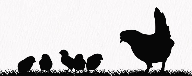 Conjunto de siluetas vectoriales de pollos de calidad detallada, gallinas y pollitos en la granja