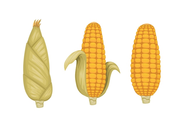 Conjunto de símbolo vegetal de maíz vector de ilustración de dibujos animados