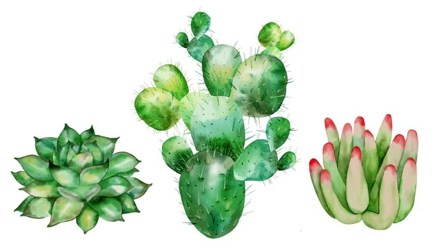 Un conjunto de suculentas de cactus.