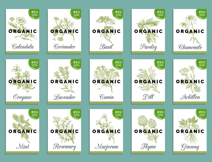 Vector conjunto de tarjetas de hierbas y especias dibujadas a mano colección de plantas medicinales cosméticas grabado etiquetas botánicas