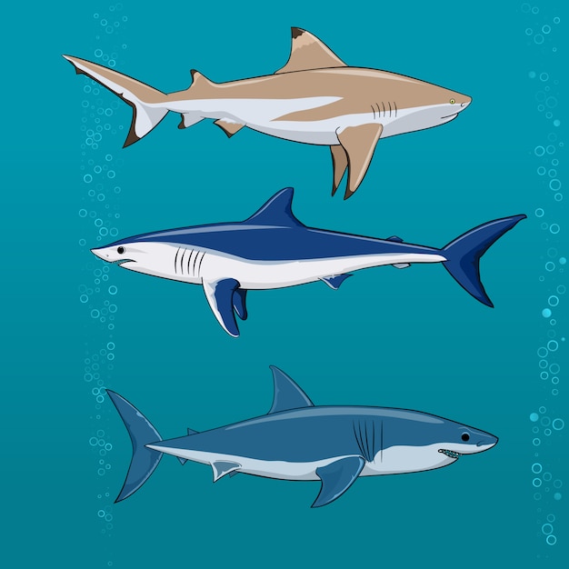 Conjunto de tiburones comunes ilustración vectorial